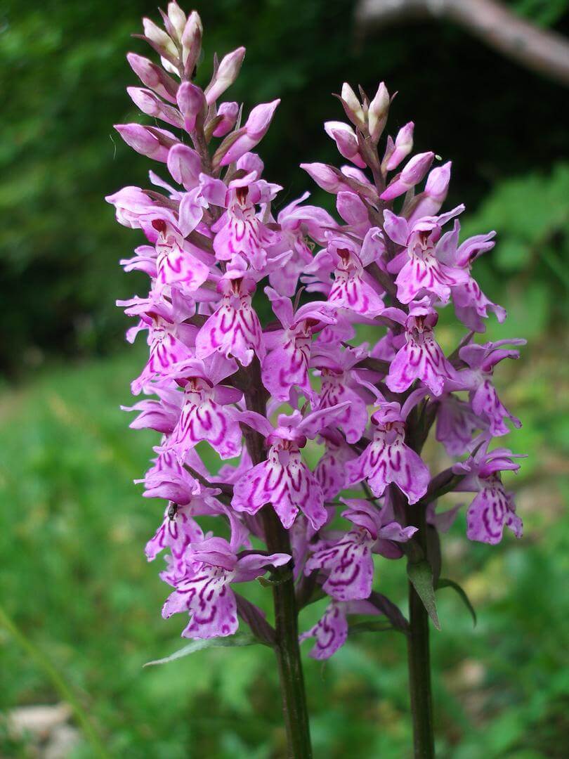Fuchsov Kaćunak Dactylorhiza Fuchsii